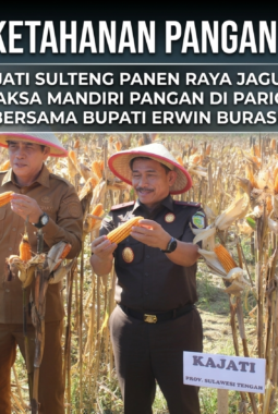 Perkuat Ketahanan Pangan Nasional, Kajati Sulteng Panen Raya Jagung Program Jaksa Mandiri Pangan di Parigi Moutong